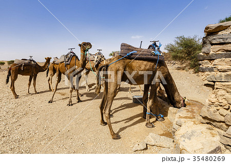camels drink water 35480269