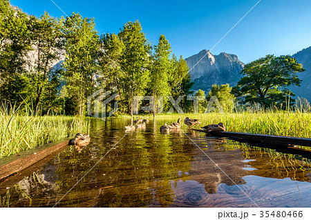 Meadow with flooded boardwalk in Yosemite Meadow with flooded boardwalk in Yosemite 35480466