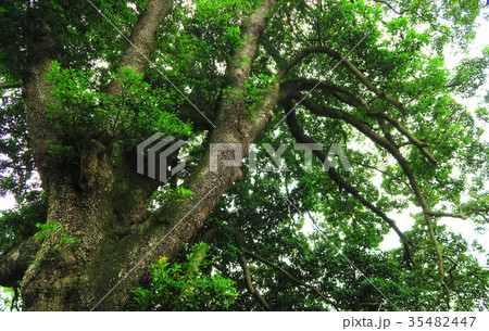 埼玉県川口市の地蔵院のタブノキ 35482447