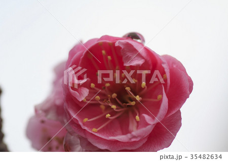 紅梅 35482634