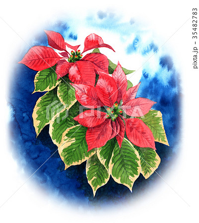 水彩で描いたポインセチアのイラスト素材 [35482783] - PIXTA