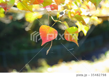 ナンキンハゼ紅葉 35482798