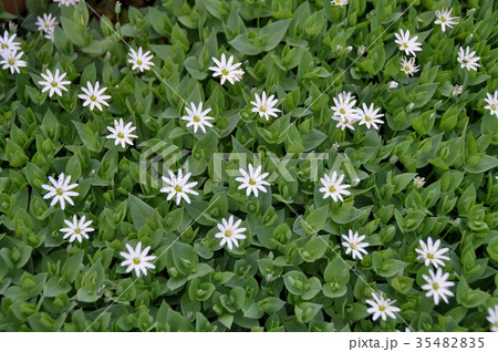 満開のシコタンハコベ 35482835