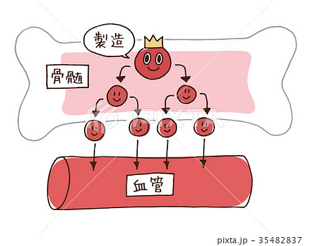 骨髄 血液 製造 血管のイラスト素材 3547