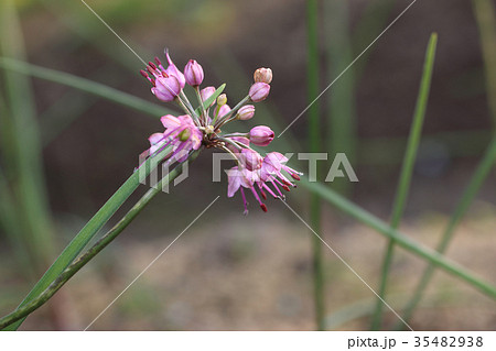 エシャロットの花 エシャロットの花 35482938