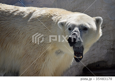 シロクマ20171103_003 35483170