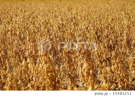 秋の大豆畑 収穫間近 秋の大豆畑 収穫間近 35483251