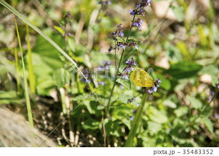 花とキチョウ 花とキチョウ 35483352