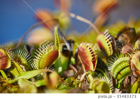 Venus flytrap carnivorous plant 35483373