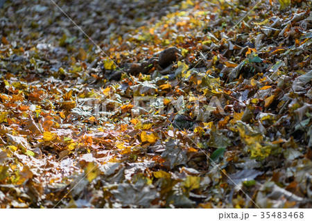 落ち葉の積もる登山道 35483468