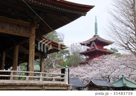 中山法華経寺と満開の桜(千葉県市川市) 中山法華経寺と満開の桜(千葉県市川市) 35483739