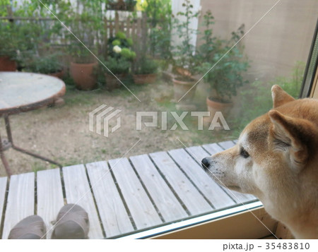 庭で日向ぼっこ 35483810