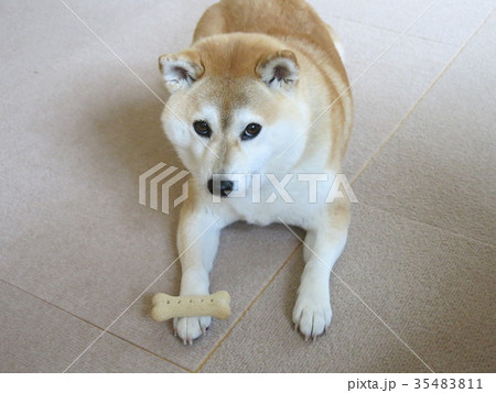 オヤツ待ちの柴犬 オヤツ待ちの柴犬 35483811