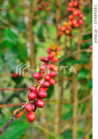 台湾 屋外 野外 35484081