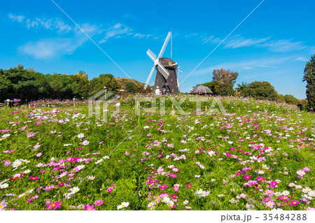 花博記念公園の風車とコスモス 35484288