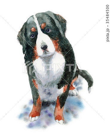 水彩で描いた犬バーニーズマウンテンドッグのイラスト素材