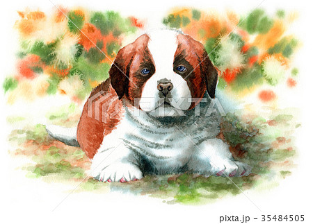 水彩で描いたセントバーナードの子犬のイラスト素材