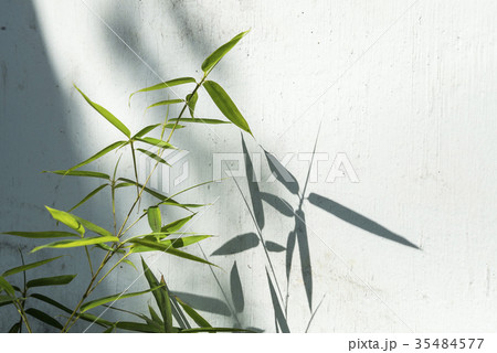 白壁に影を落とす笹の葉 白壁に影を落とす笹の葉 35484577
