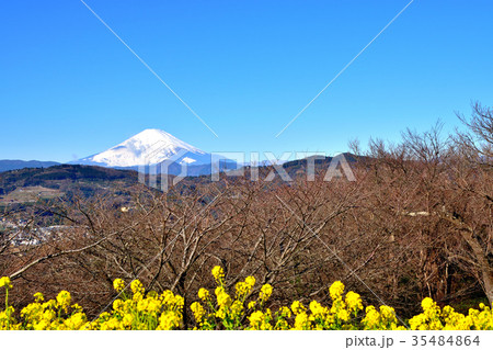 菜の花と雪化粧の富士山 菜の花と雪化粧の富士山 35484864