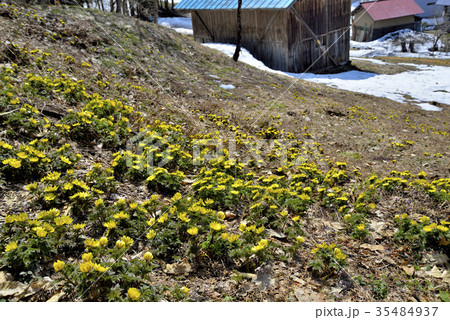 早春の福寿草 35484937