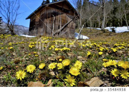 早春の福寿草 35484938