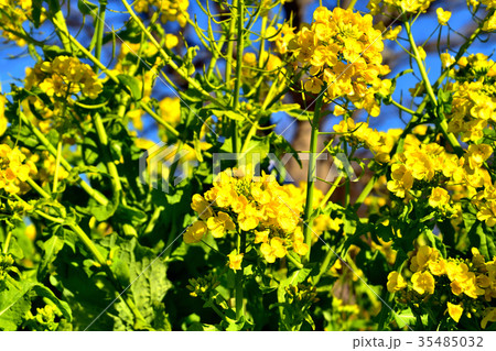 満開の菜の花と青空 満開の菜の花と青空 35485032