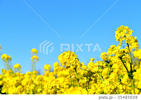 満開の菜の花と青空 満開の菜の花と青空 35485039