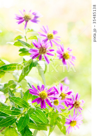 野紺菊 野紺菊 35485138
