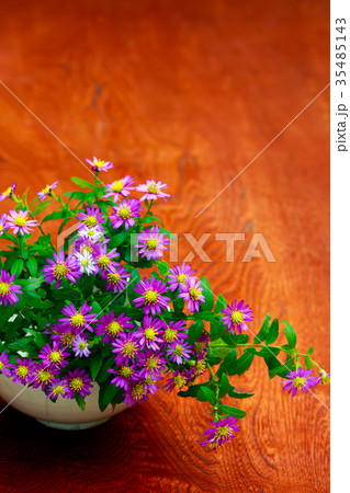 野紺菊 野紺菊 35485143