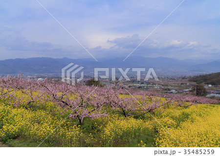 田園風景 山梨県 笛吹市 桃源郷 春編 の写真素材