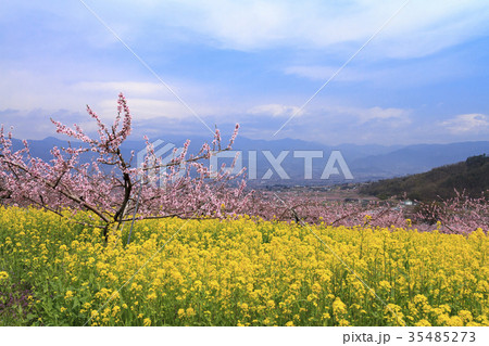 田園風景（山梨県、笛吹市、桃源郷、春編） 35485273