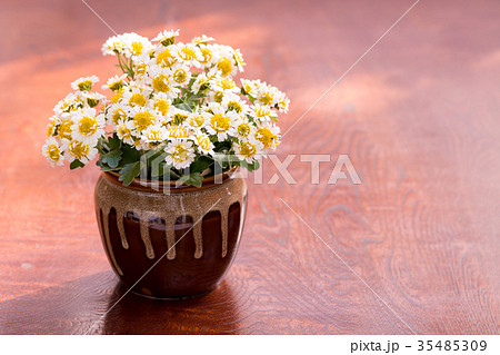 花磯菊 花磯菊 35485309