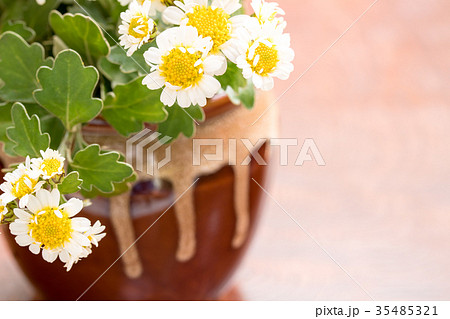 花磯菊 35485321