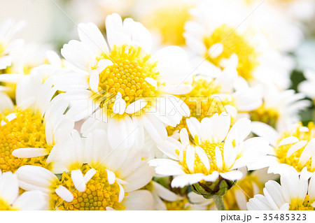 花磯菊 35485323