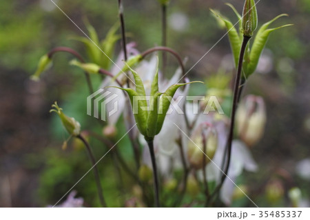 深山苧環の花と実 深山苧環の花と実 35485337
