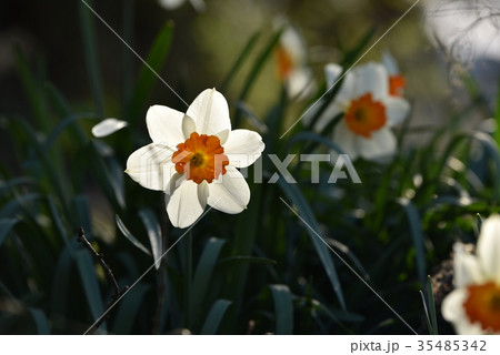 西日を背負う水仙の花 35485342
