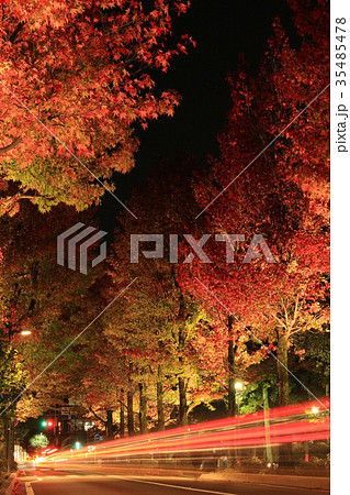 アメリカ楓通り アメリカ楓通り 35485478