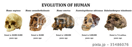 Evolution of human skull  35486076