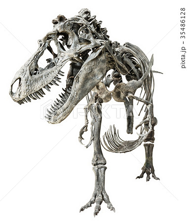Tyrannosaurus Rex skeleton on isolated background Tyrannosaurus Rex skeleton on isolated background 35486128