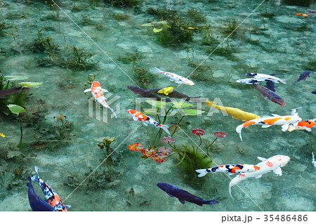 モネの池 35486486