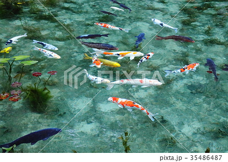 モネの池 モネの池 35486487