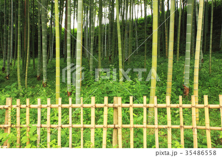 手入れされた竹林 35486558