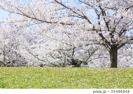 桜の木の下の写真素材