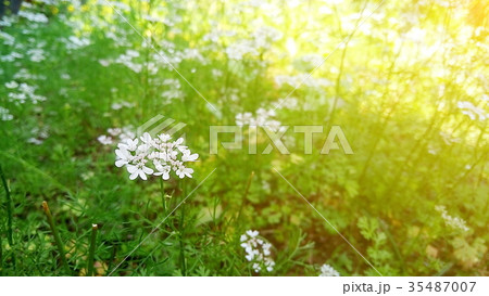Coriander flowers in the garden.soft filter effect 35487007