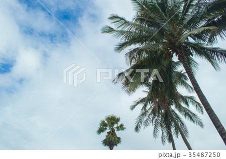 coconut tree and toddy palm tree on sky background 35487250