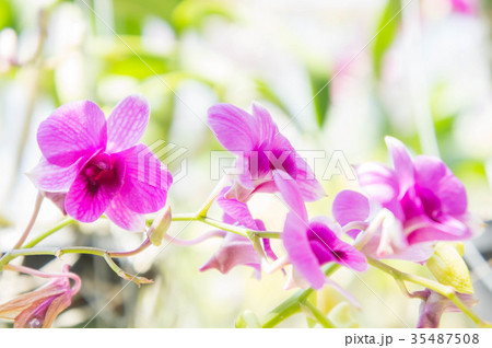 purple orchid flower in the garden colorful flower purple orchid flower in the garden colorful flower 35487508
