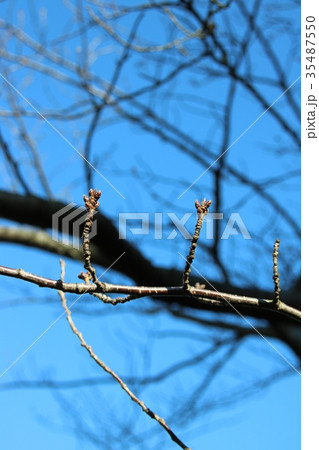 桜(ソメイヨシノ)の蕾のツインズ　開花2か月前 35487550