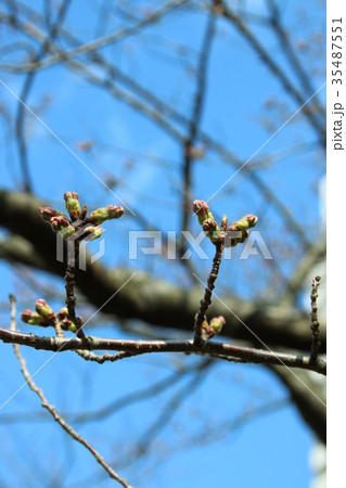 桜(ソメイヨシノ)の蕾のツインズ　もうすぐ開花 35487551