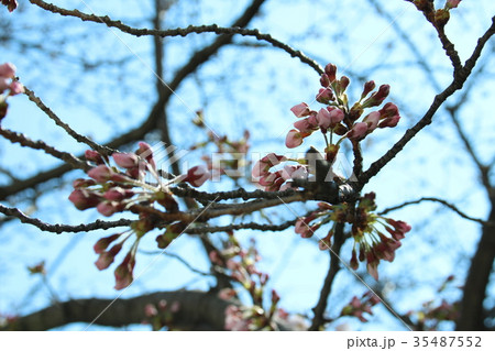 桜(ソメイヨシノ)の蕾　開花寸前 35487552