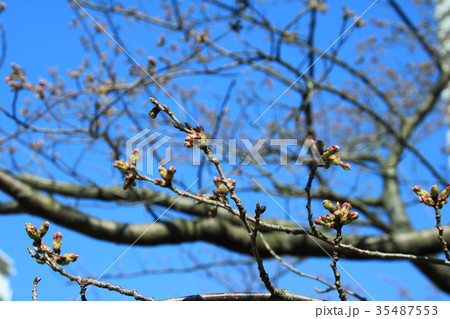 もうすぐ開花の桜のつぼみたち 35487553